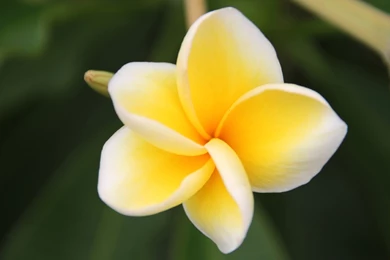 Plumeria   Frangipani HD Wallpapers