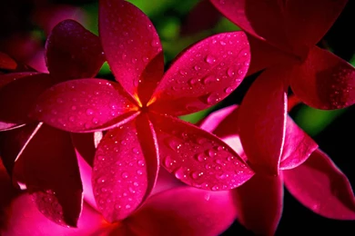 Frangipani \ Egg Flower Wallpapers － Flower Wallpapers   Free ...