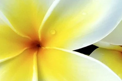 Frangipani Galaxy S5 Wallpapers