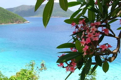 Download Free HQ Frangipani Wallpapers