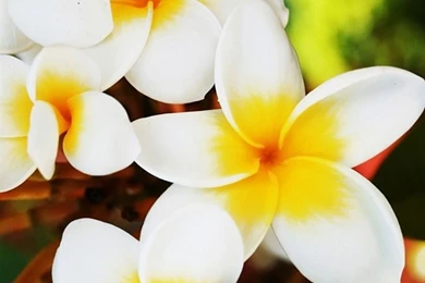Top 6 Frangipani Iphone Wallpapers   Best Iphone Wallpapers