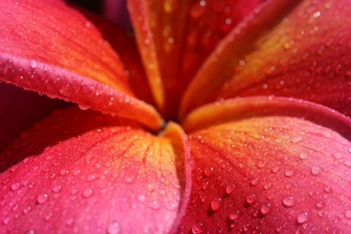 Plumeria   Frangipani HD Wallpapers