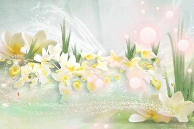 Frangipani Wallpapers >> Backgrounds With Quality HD