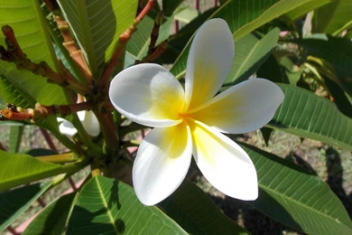 Frangipani Wallpapers HD Download