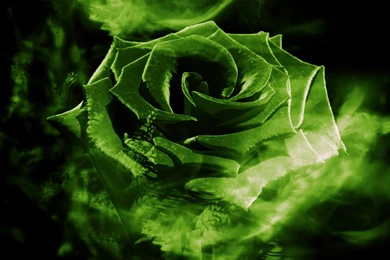 Green Rose Wallpapers Collection (25+)