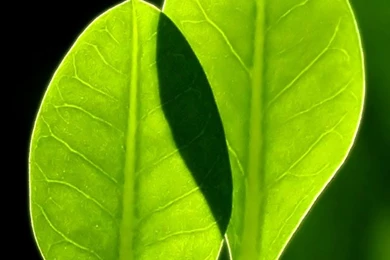 Fresh iPhone 4 Wallpapers [ 640 – 960 ]