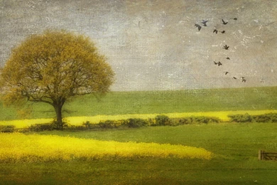 Painted Rose And Water Desktop Wallpapers