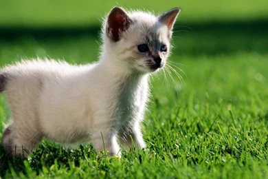 Wallpapers Lightning Mcqueen Tow Mater Of The Movie Cars Pixar ...