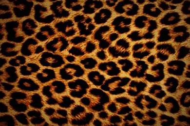 Original Leopard Wallpapers