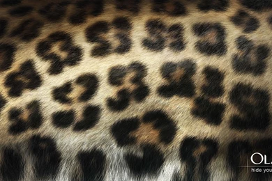 Leopard, Wallpapers, Tapiz, Papel (