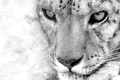 White Leopard Wallpapers