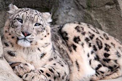 Snow Leopard Wallpapers Full HD – Wallpapers