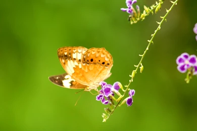 Fabulous Butterfly HD Wallpapers Desktop