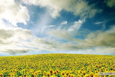 Fabulous Sunflower Wallpapers For Desktop