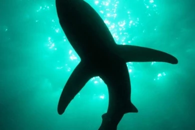 12 Model Hd Mobile Backgrounds