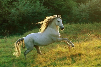Awesome White Horse Wallpapers