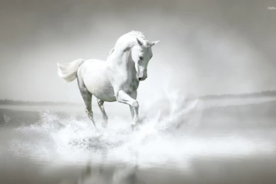 White Horse Image Animal