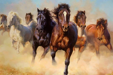 Amazing Pictures Of Horses   Wallpapers High Definition