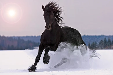 Horse High Resolution Wallpapers For Iphone : Animal Wallpapers ...