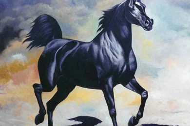 Download Arabian Horses Wallpapers Arab Black Horse   (