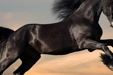 Black Horse Wallpapers HD