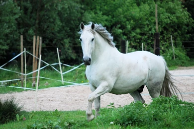White Horse Wallpapers HD   Uncalke.com