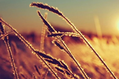 Macro Nature Sunset Twitter Cover & Twitter Backgrounds