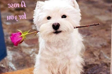 Dog Backgrounds, Best Friend, Lovely Dog Images, Dog Eye ...