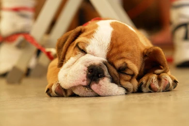 English Bulldog Puppies Wallpapers   Wallpapers Zone