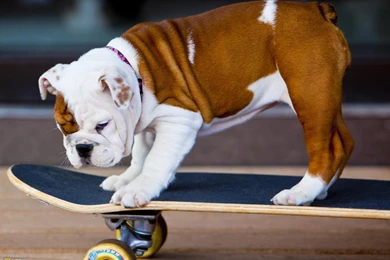 Bulldog Puppy