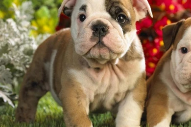 IPad, iPad 2, iPad Mini English Bulldog Wallpapers HD, Desktop ...