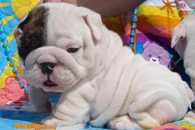 Lovely White English Bulldog Puppy Photo And Wallpaper. Beautiful ...