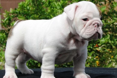 English Bulldog Puppies Wallpapers 1920x1200   M5x.eu
