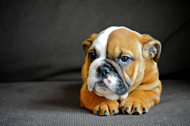 Download Wallpapers 1920x1080 English Bulldog, Puppy, Dog, Muzzle ...