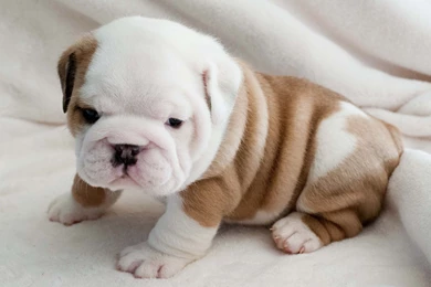 New Born Bulldog Puppy Wallpapers