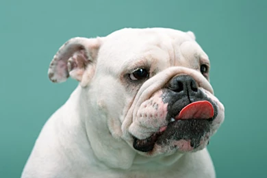 Bulldog 10646   Puppy   Animal