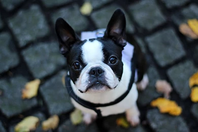 Bulldog Puppy Hd Wallpapers