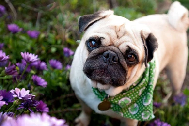 Adorable Bulldog Puppies HD Wallpapers