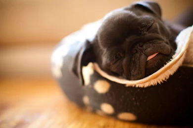 Pug Puppy Wallpapers
