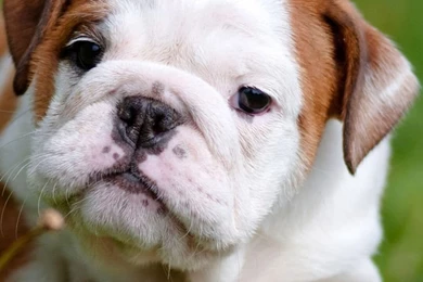 Cute English Bulldog Puppies iPhone Wallpapers HD