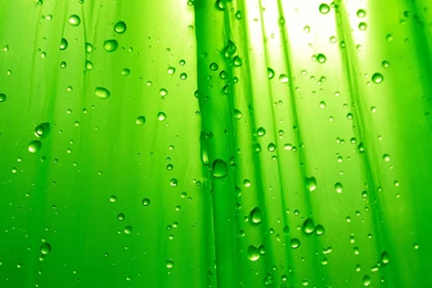 Large Green Leaves Close up Flower Wallpapers (2)