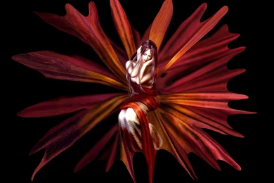 Fairy Wallpaper Backgrounds