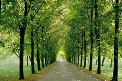 Mural Wallpapers For Home 2015   Grasscloth Wallpapers