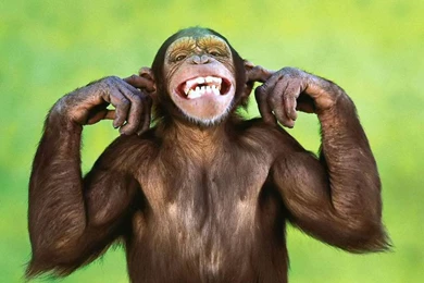 Wallpapers Of Monkeys   Wallpapers Cave