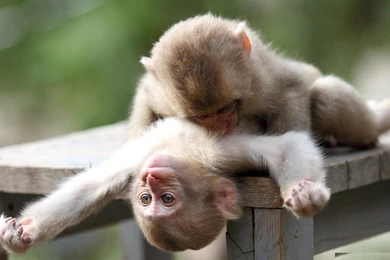 Baby Capuchin Monkeys   Wallpaper.