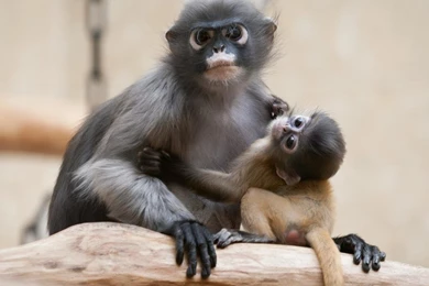 Animals Babies Monkeys Wallpapers