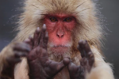 Japanese Macaque Animals Hairy Monkeys Snow Monkey Wallpapers