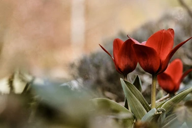 Beautiful Hd Wallpapers 2