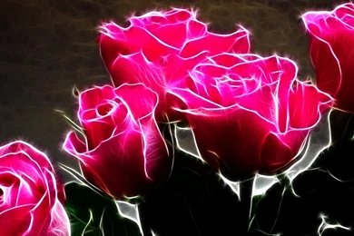 Pink Roses Wallpapers Collection (40+)