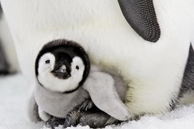 Download Wallpapers 3840x2160 Penguin, Baby, Lie Down, Taking Care ...